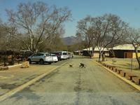 komm, jetzt aber schnell