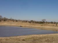 Hippos 