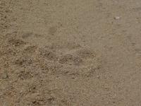 Loesenspuren im Sand