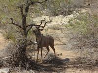 Kudu