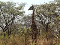 Ich bin eine Giraffe