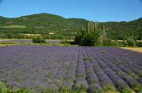 248 Provence, Lavendelfelder