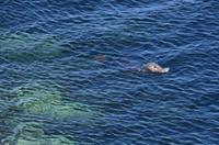 270 Isle of Man,  Sound, Robben