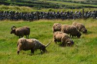 282 Isle of Man,  Cregneash, Manx Loaghtan Schafe