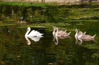 064 London, St. James Park
