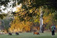 die ersten Tiere - Warzenschweine