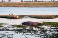 Chobe NP - Flusslandschaft