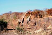 Chobe NP - Giraffen