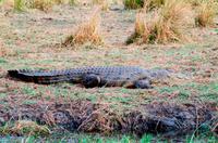 Chobe NP - Nilkrokodil