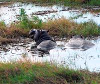 Chobe NP - Hippos