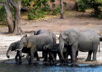 Chobe NP - Elefanten