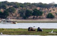 Chobe NP - Hippos mit Kuhreiher rechts und Sattelstorch links