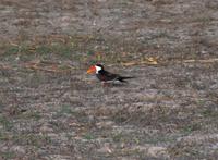 Chobe NP - Braunmantelscherenschnabel