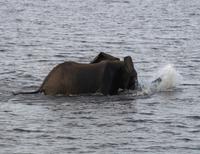 Chobe NP - entwurzelter Halbstarker
