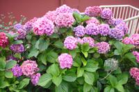 Spätsommer in Irland