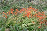 Spätsommer in Irland