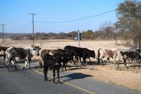 Unterwegs in Botswana - Lobola  