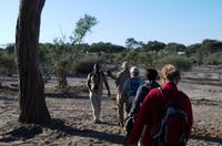 Bush Walk in der Khwai Region