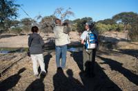 Bush Walk in der Khwai Region