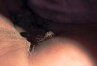 Bush Walk - Ameisenlöwe