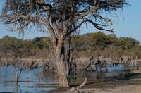 Khwai Region - Pirschfahrt