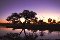 Sonnenuntergang am Khwai Fluss