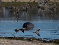 Khwai Region - Pirschfahrt