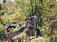 Khwai Region - Kudus