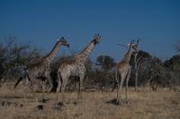 Khwai Region - Giraffen