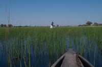 Okavango Delta - mit Mokoros unterwegs