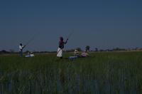 Okavango Delta - mit Mokoros unterwegs