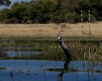 Bootsfahrt im Delta - Graueisvogel mit Beute