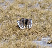 Gackeltrappe balzend