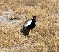 Gackeltrappe schreiend