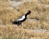 Gackeltrappe mit Hals