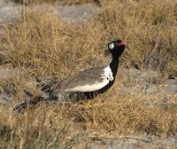 Gackeltrappe stolzierend