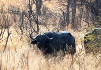 Hwange Nationalpark - Pirschfahrt