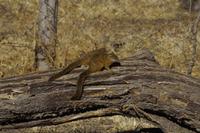 Hwange Nationalpark - Pirschfahrt