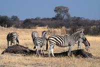 Hwange Nationalpark - Pirschfahrt