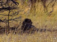 Hwange NP - Gepard