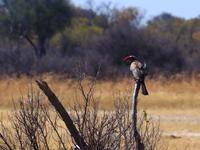 Hwange NP - Rotschnabel Toko