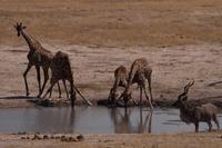 Hwange NP - Pirschfahrt