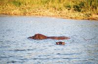 Sunset Cruise auf dem Sambezi