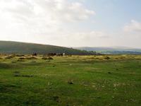 015_Dartmoor