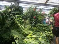 Temperaturen und Pflanzen, wie in Afrika