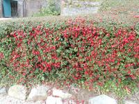  Fuchsienhecken