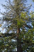 im Botanischen Garten in Funchal