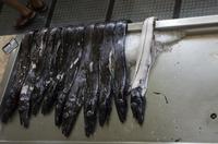 schwarzer Degenfisch