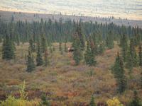 Tagestour in den Denali-Nationalpark - Elchbulle