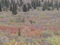 Tagestour in den Denali-Nationalpark - Elchkuh